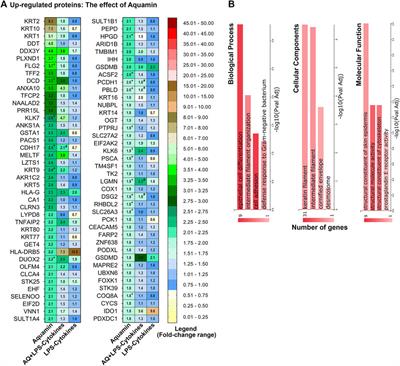 A multi-mineral intervention to counter pro-inflammatory activity and to improve the barrier in human colon organoids